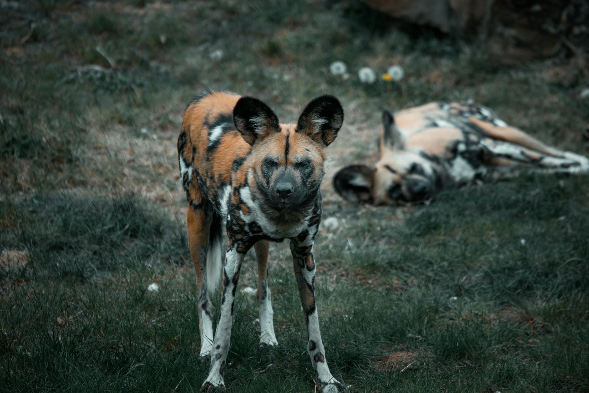 A pack of African wild dogs (painted wolves) in the grasslands of Laikipia Kenya, one of their last strongholds