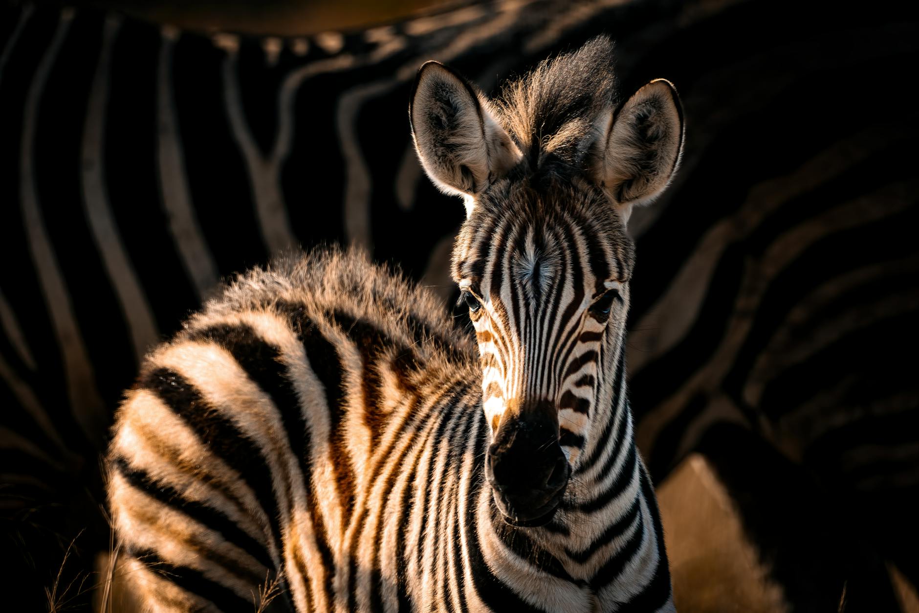 Baby zebra with mother during birthing season in Laikipia Kenya