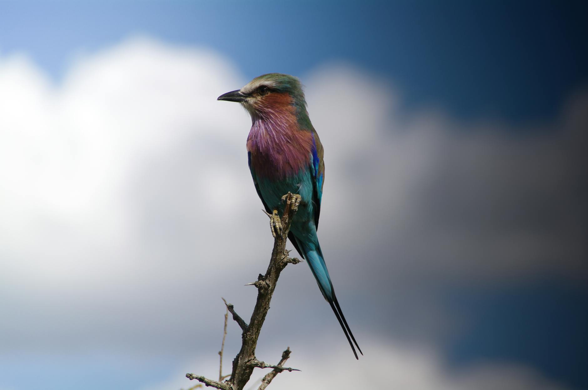 Colorful bird photographed during birdwatching safari in Laikipia Kenya