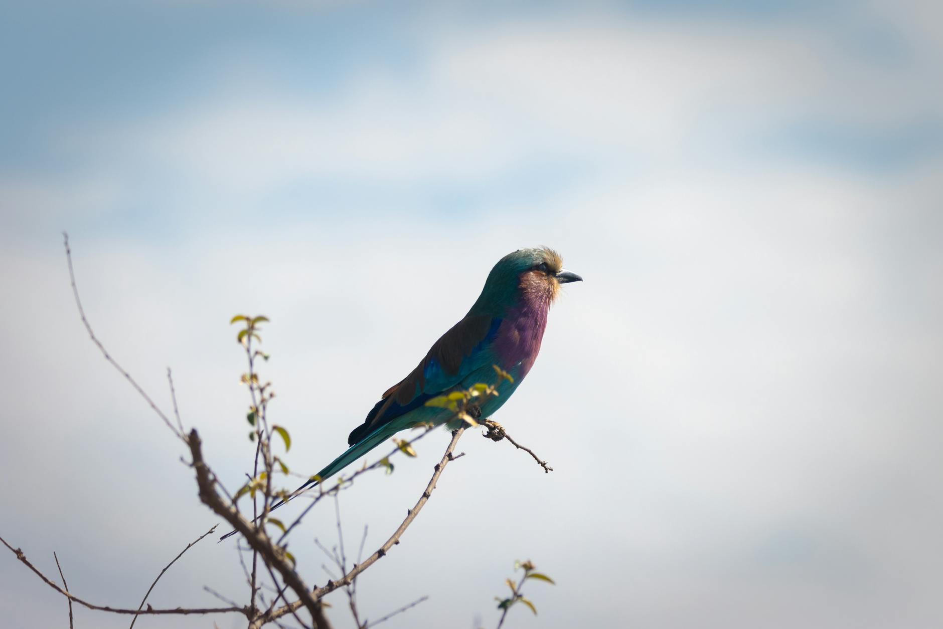 Colorful bird species during birdwatching season in Laikipia Kenya