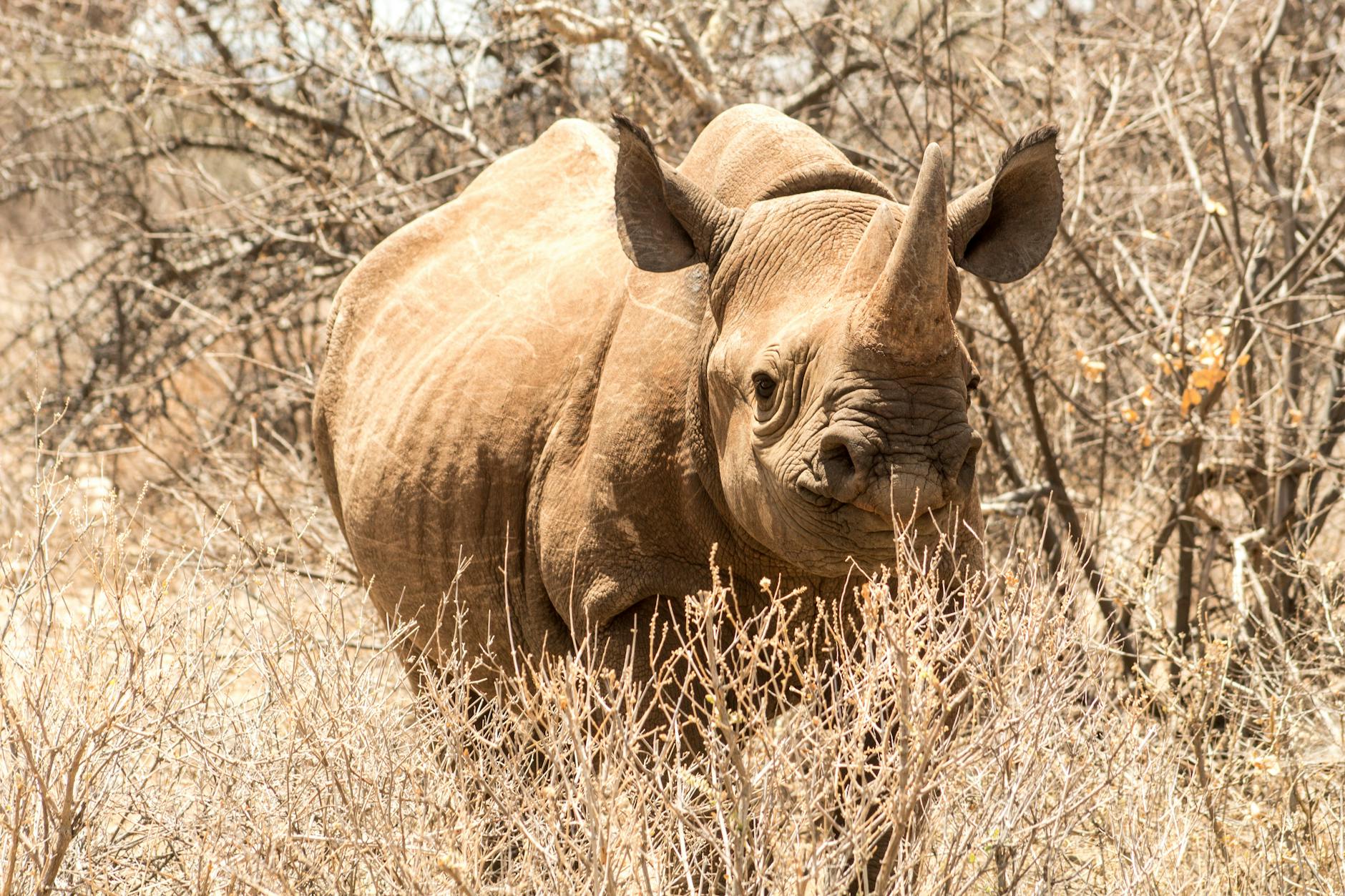A black rhinoceros in its natural habitat on the Laikipia Plateau, home to over half of Kenya's black rhino population