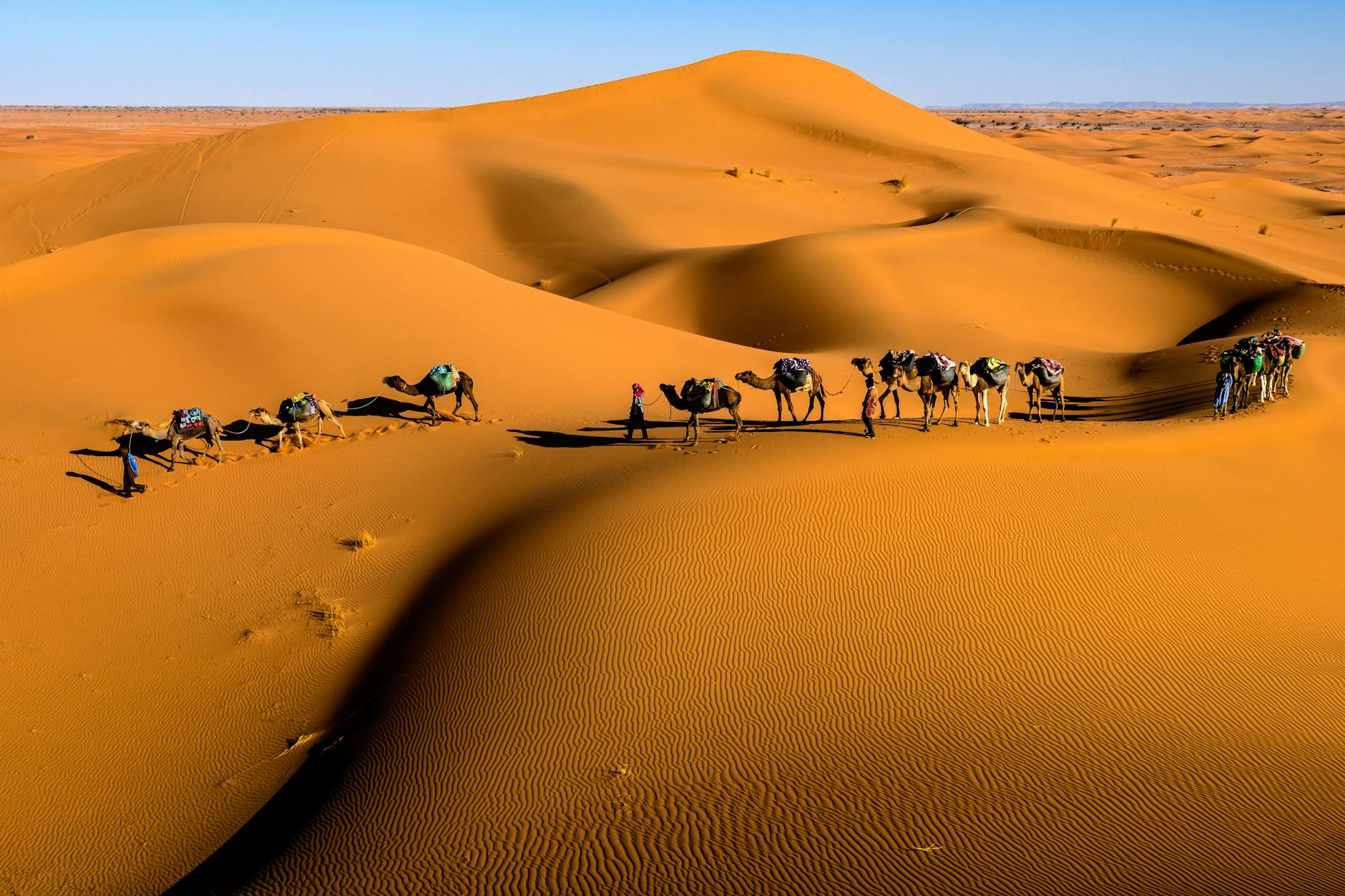 Camel trekking through Laikipia Kenya drylands