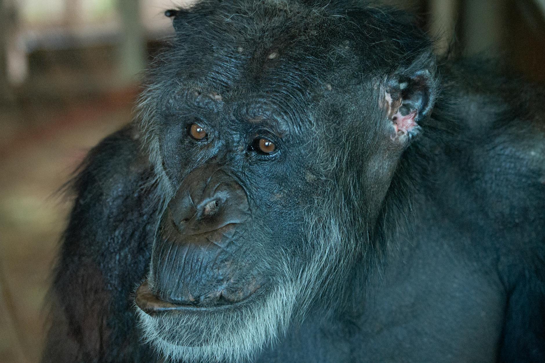 A chimpanzee at the Sweetwaters Chimpanzee Sanctuary in Ol Pejeta Conservancy, the only chimpanzee sanctuary in Kenya