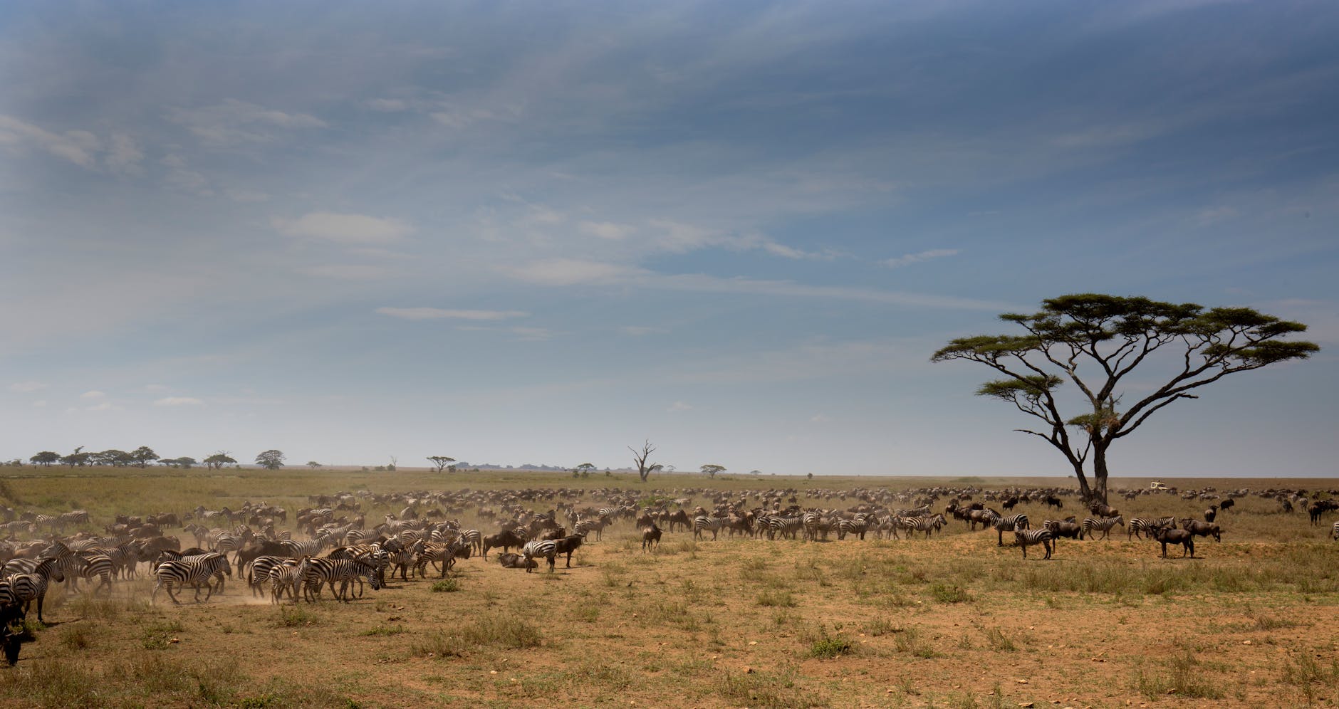 Laikipia Conservancies: A Complete Guide to Every Conservancy