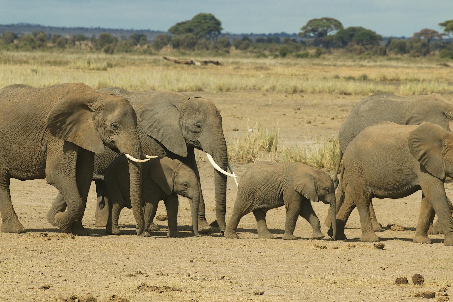 A herd of African elephants roaming the savanna in Laikipia Kenya
