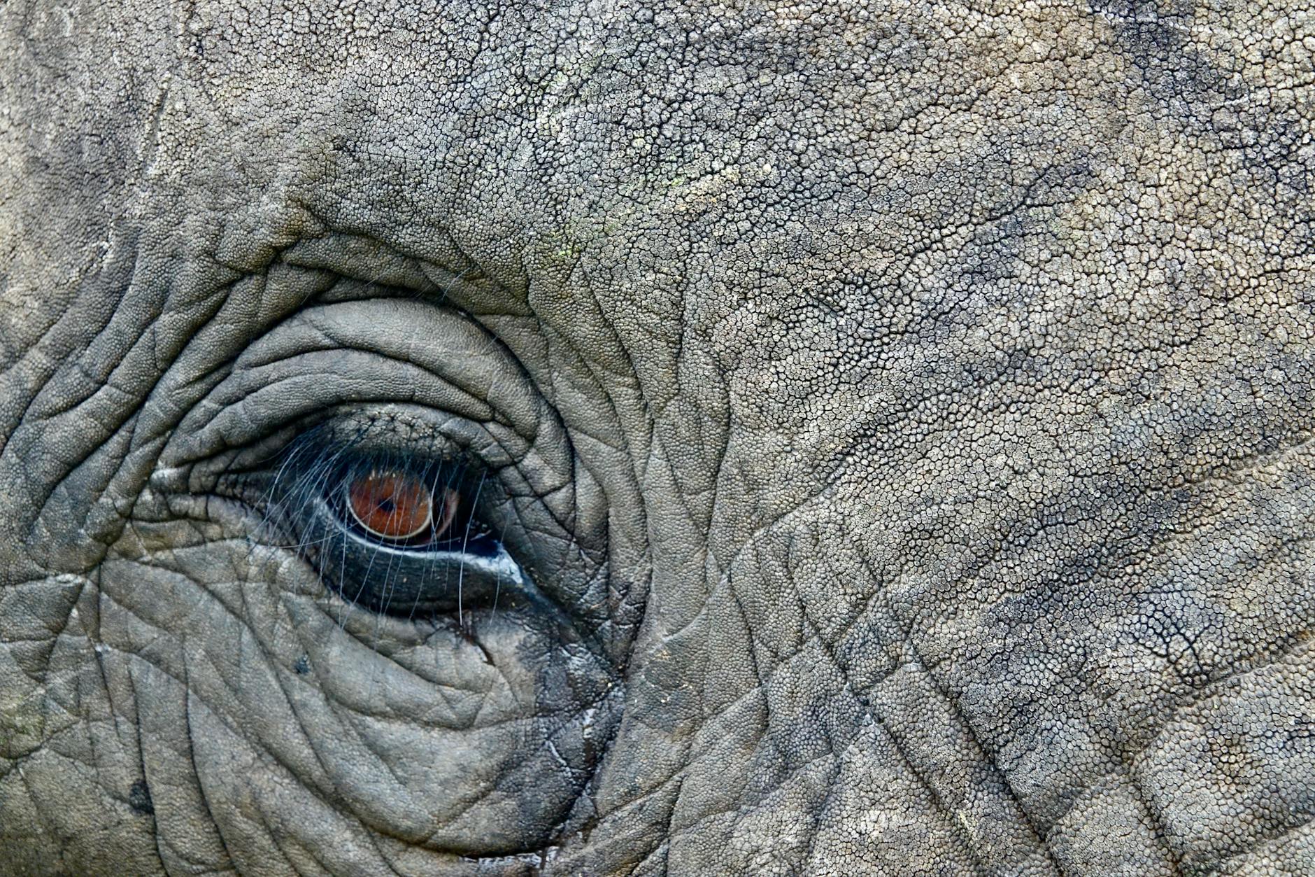 Dramatic elephant portrait photograph taken during Laikipia Kenya safari