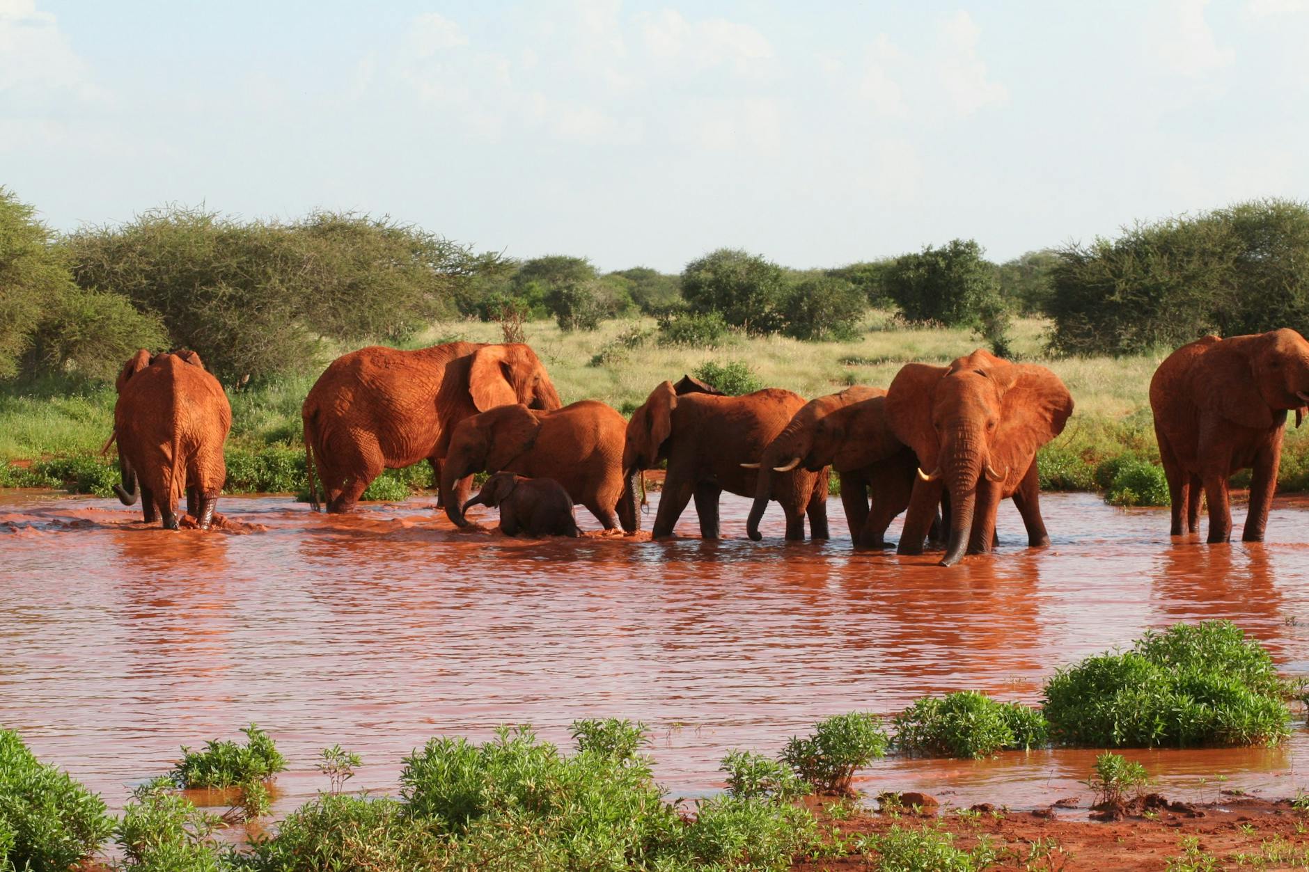 A herd of elephants crossing the Ewaso Nyiro River in the Laikipia conservancy landscape of Kenya