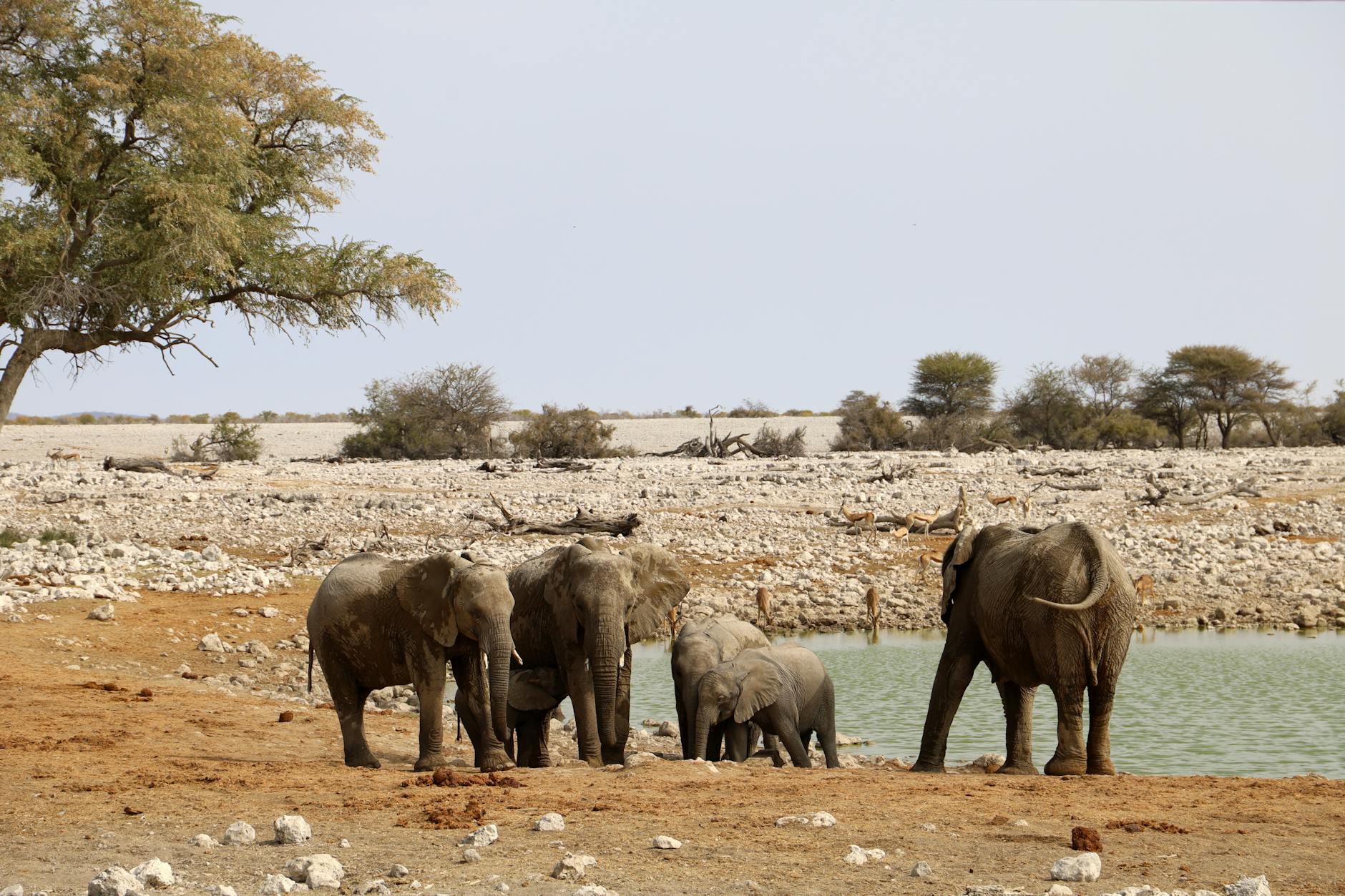Elephant herd gathering at waterhole during Laikipia dry season