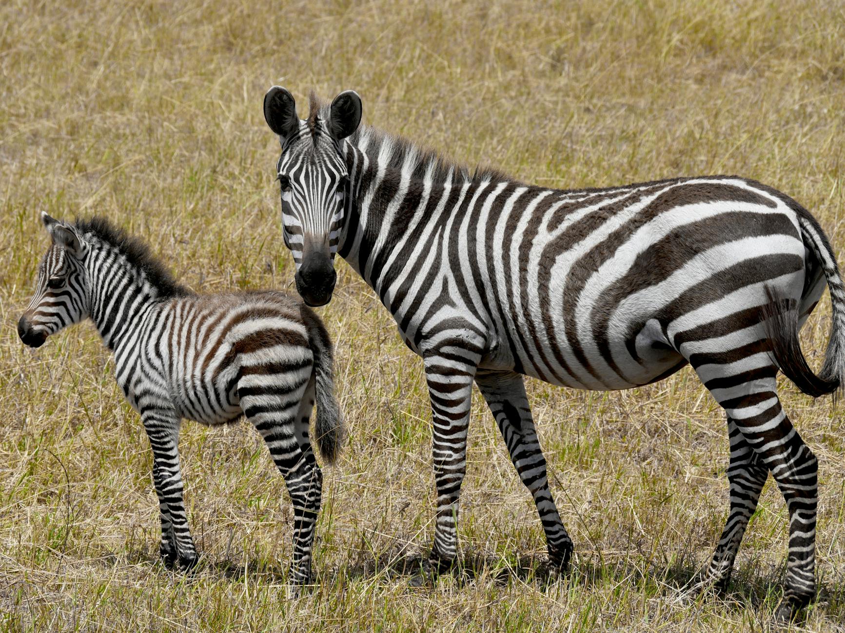 A family with children enjoying a safari experience at a family-friendly Laikipia lodge