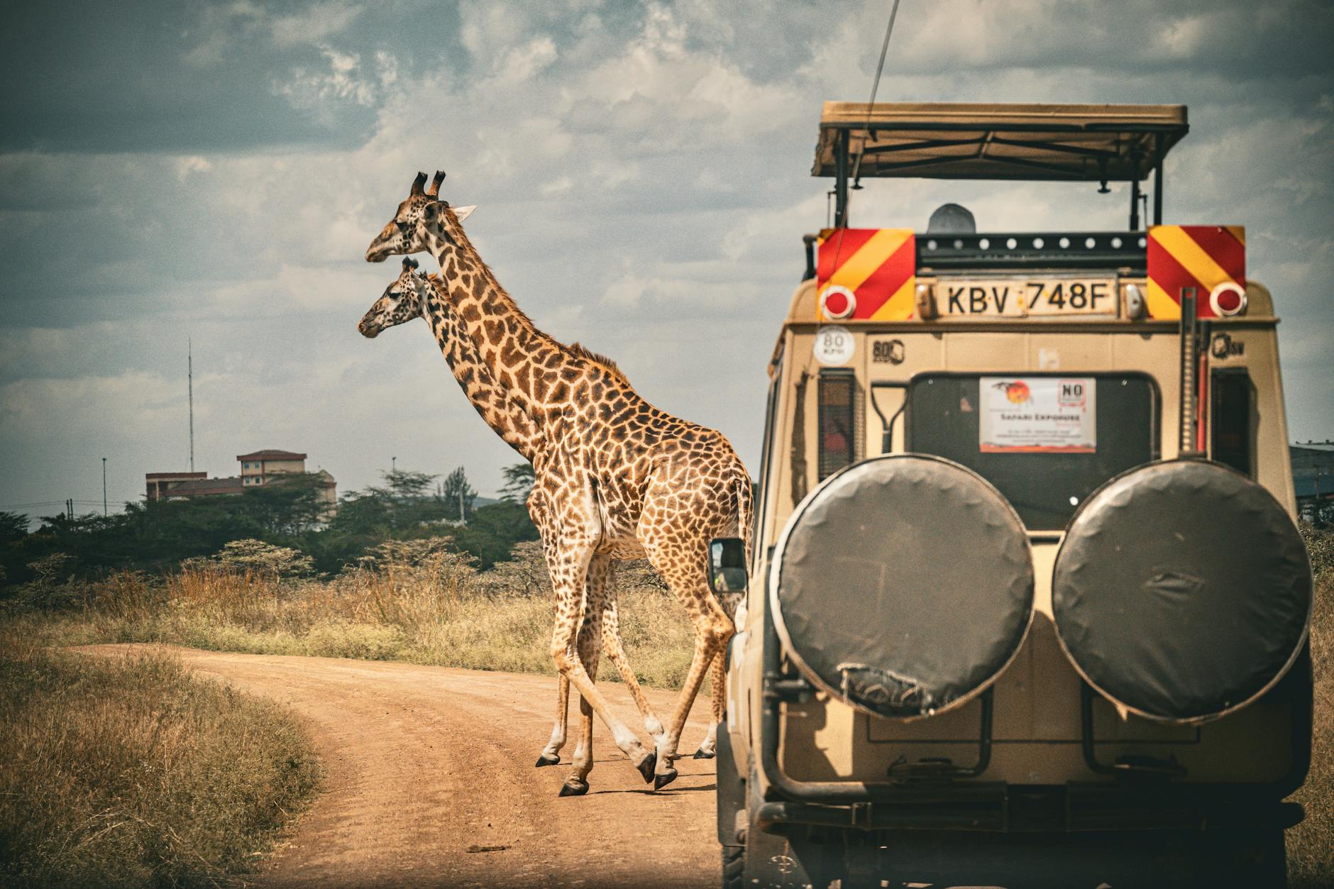 Two giraffes crossing a dirt road in front of a safari vehicle during a game drive in Laikipia Kenya