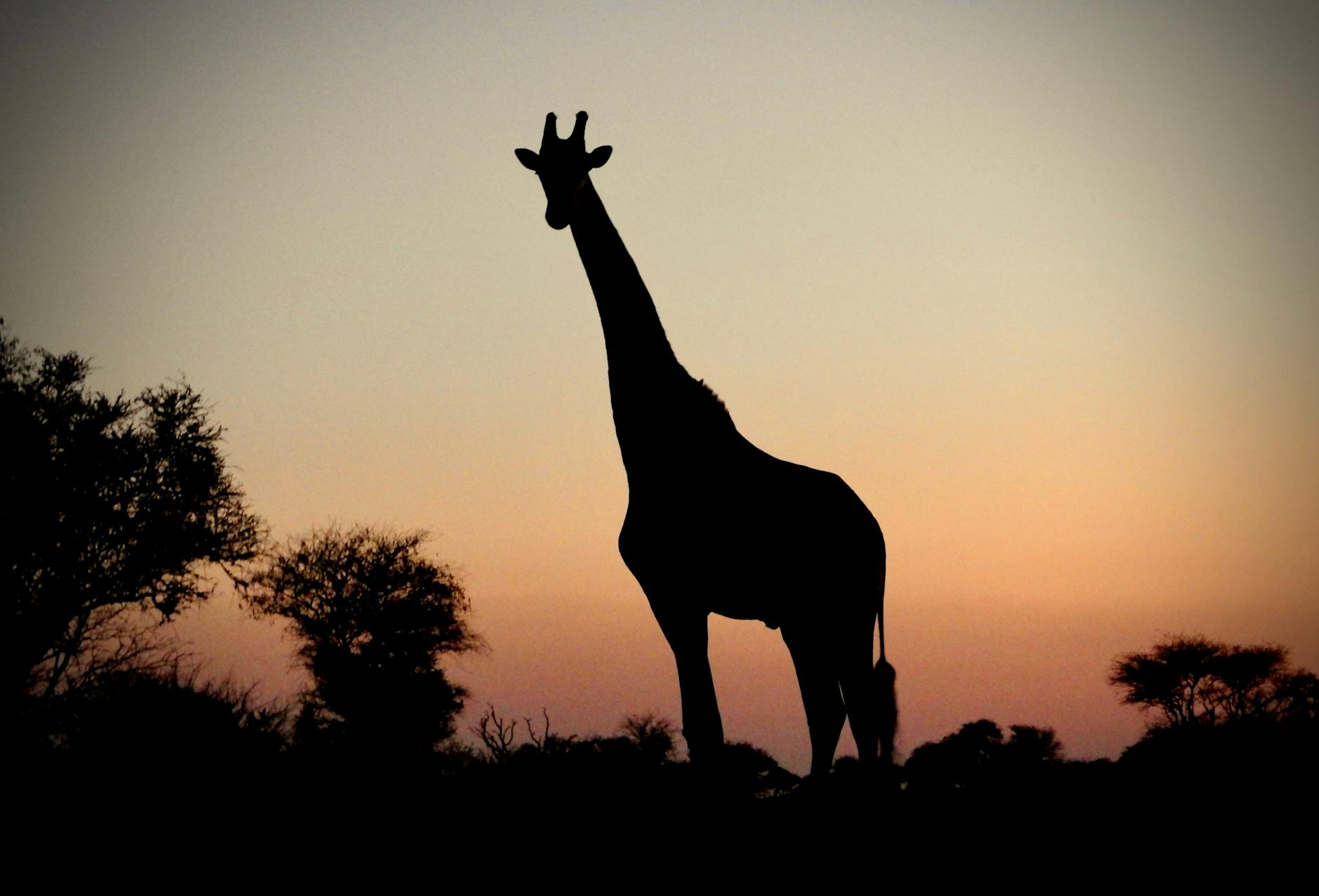 Giraffe silhouette against Laikipia Kenya sunset for creative wildlife photography