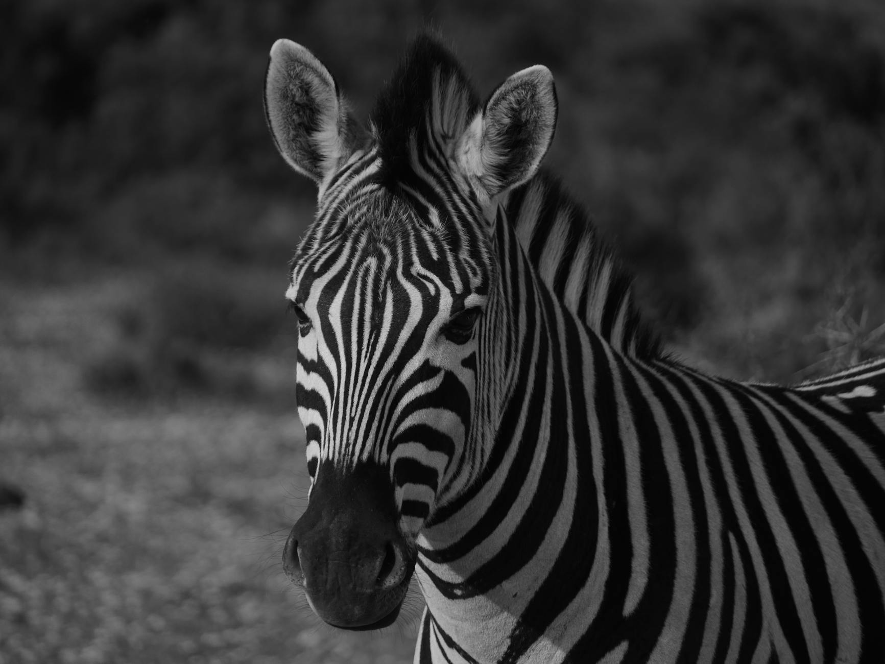 A Grevy's zebra with its distinctive narrow stripes at Lewa Wildlife Conservancy in Laikipia Kenya