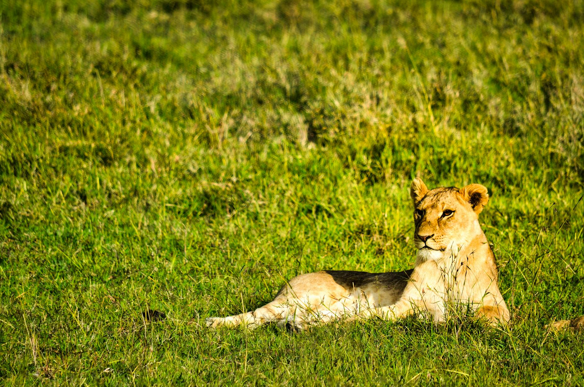 A majestic lioness resting peacefully on the Kenyan grasslands in Laikipia