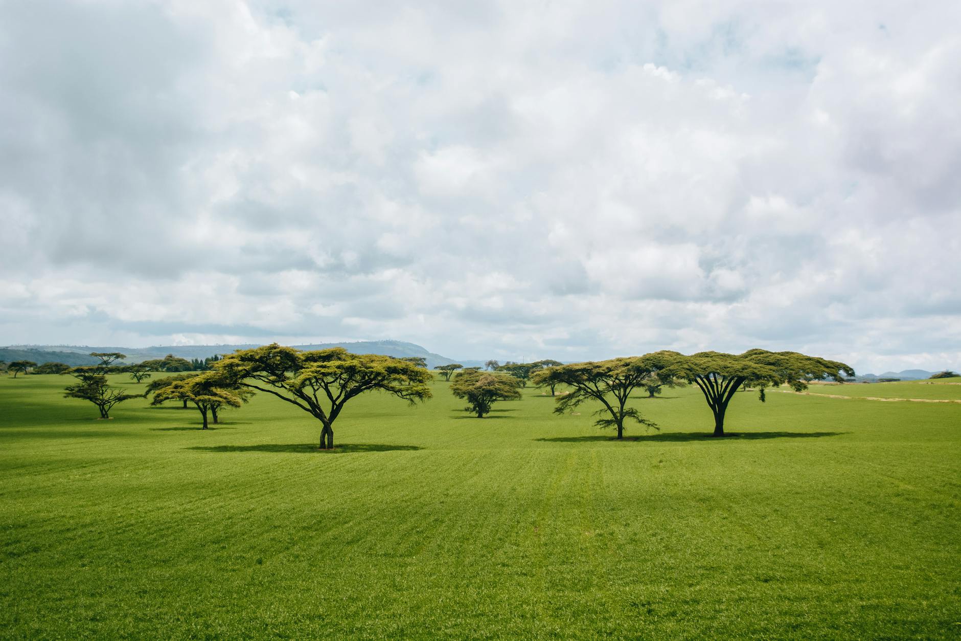 Lush green savanna landscape with iconic acacia trees on the Laikipia Plateau in Kenya