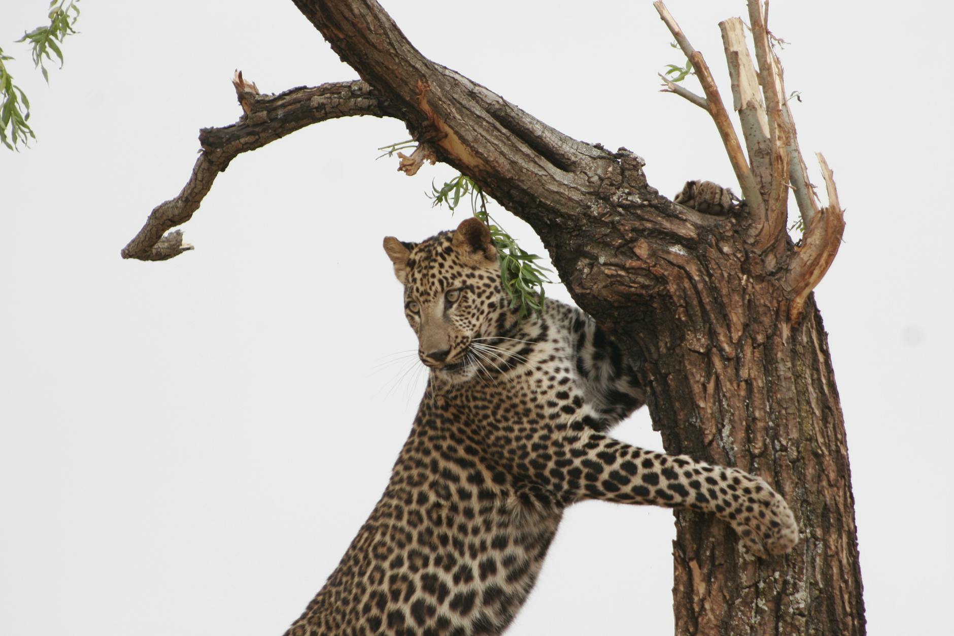 Leopard in tree photographed during Laikipia Kenya wildlife safari