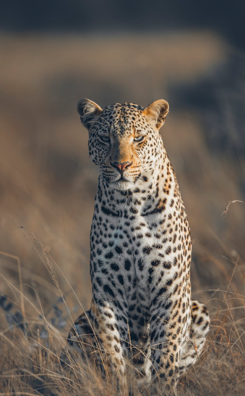 An African leopard in the golden grasslands of Kenya's Laikipia region