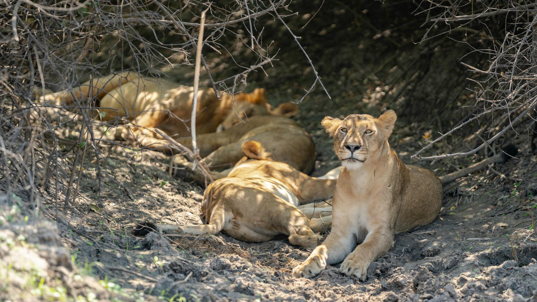Lion pride resting in shade during Laikipia Kenya dry season safari