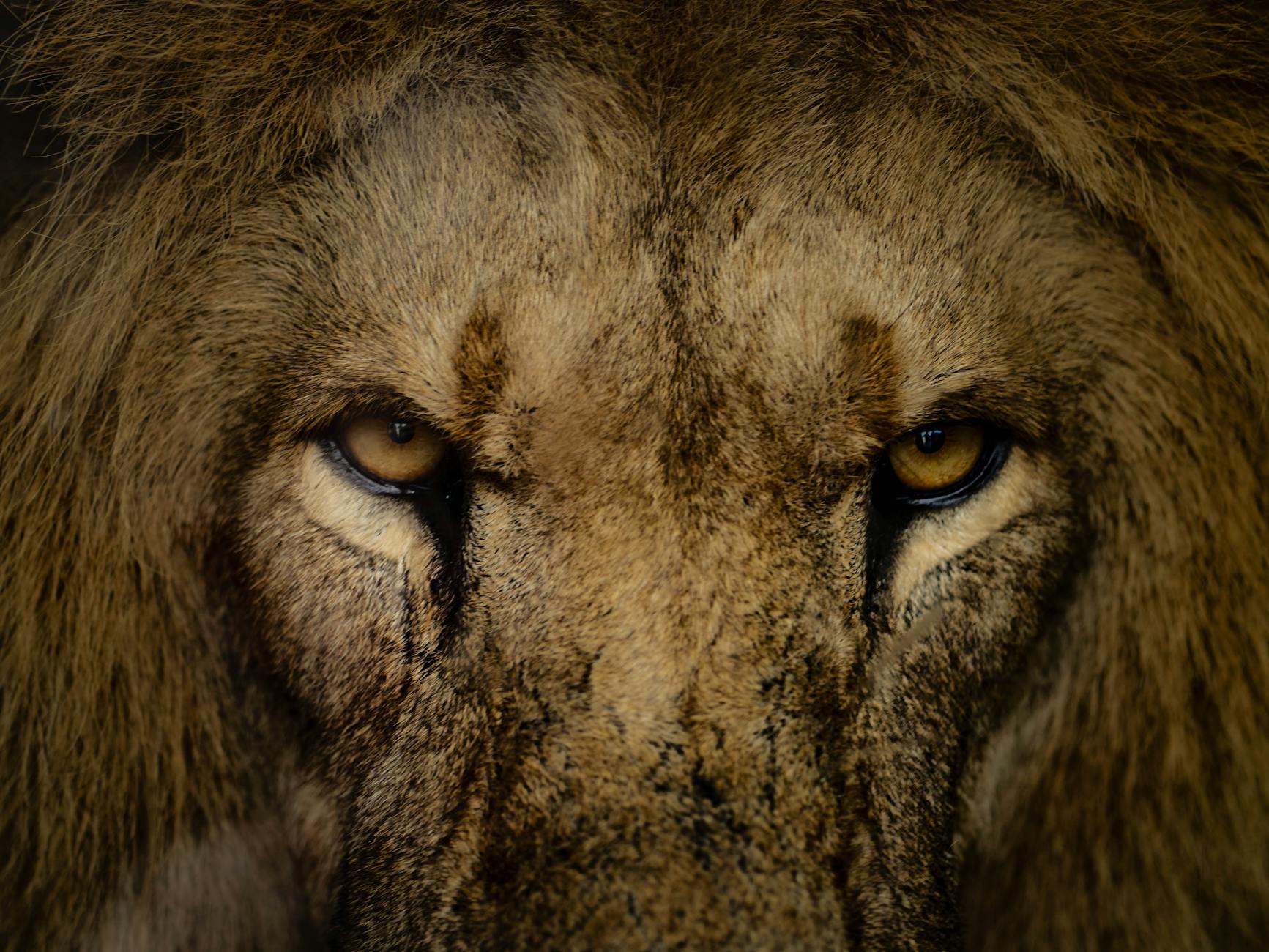 Lion portrait close-up photograph during Laikipia Kenya safari