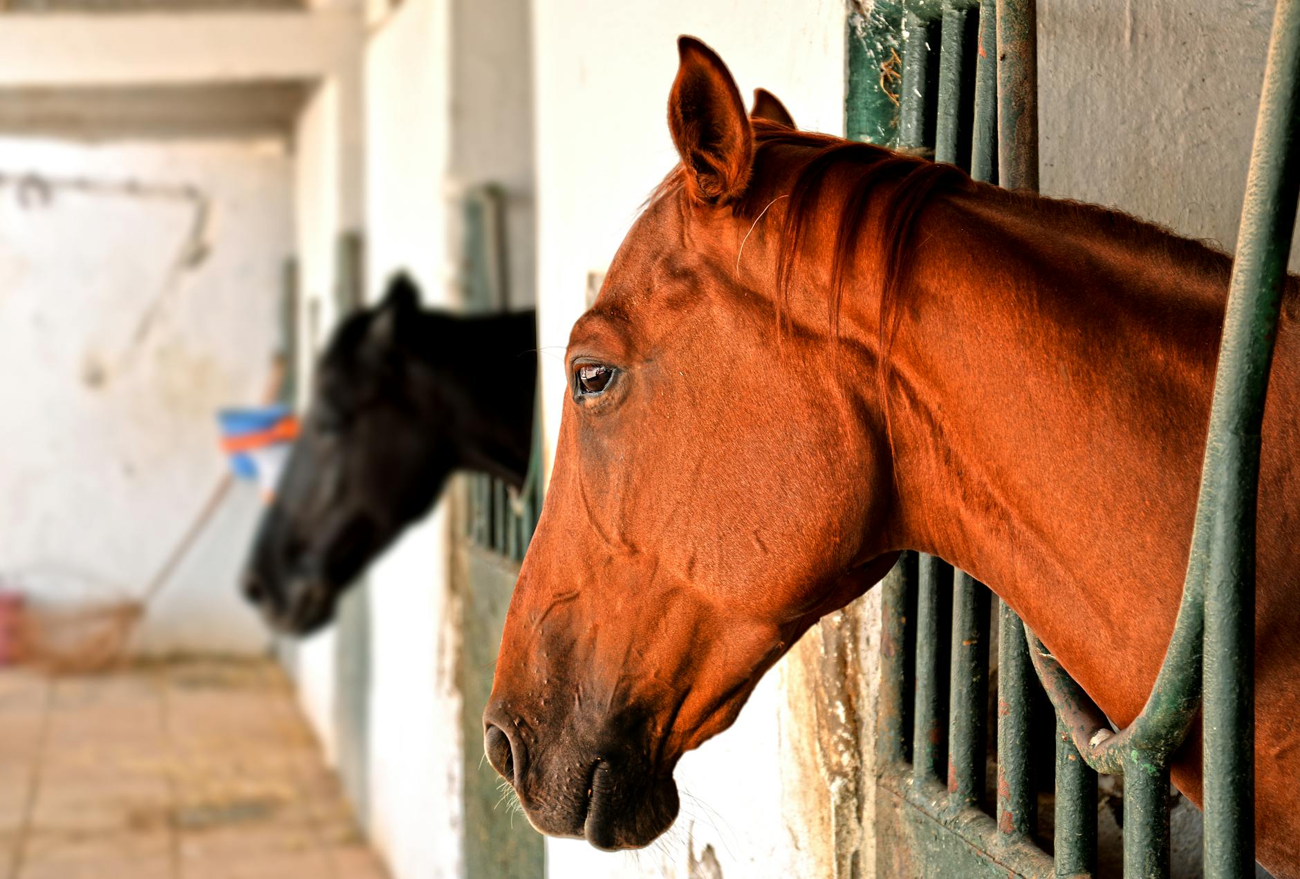 A working ranch with horse stables in the Laikipia highlands of Kenya offering horseback safari experiences