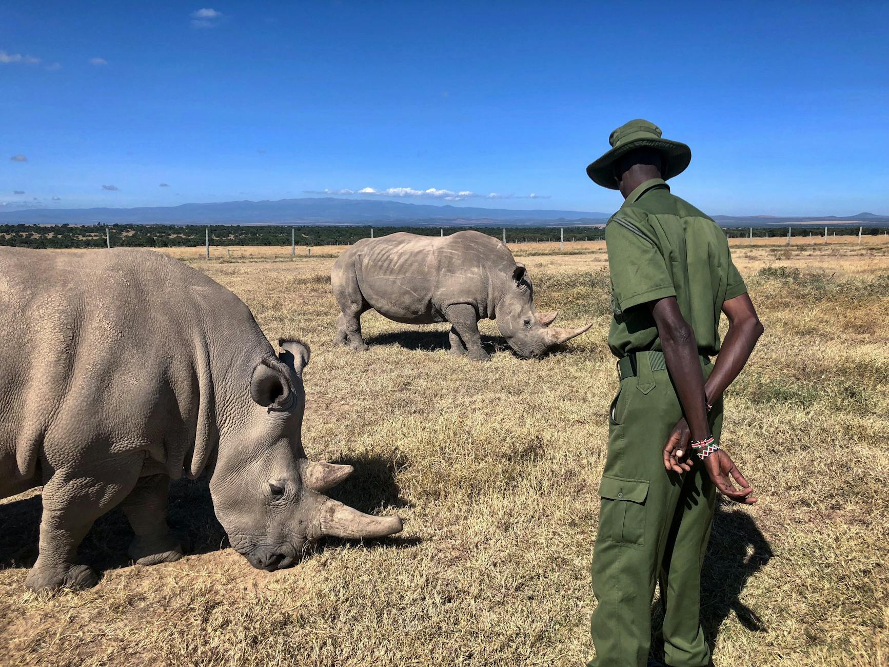 Rangers on anti-poaching patrol in a Laikipia conservancy protecting endangered rhinos and elephants