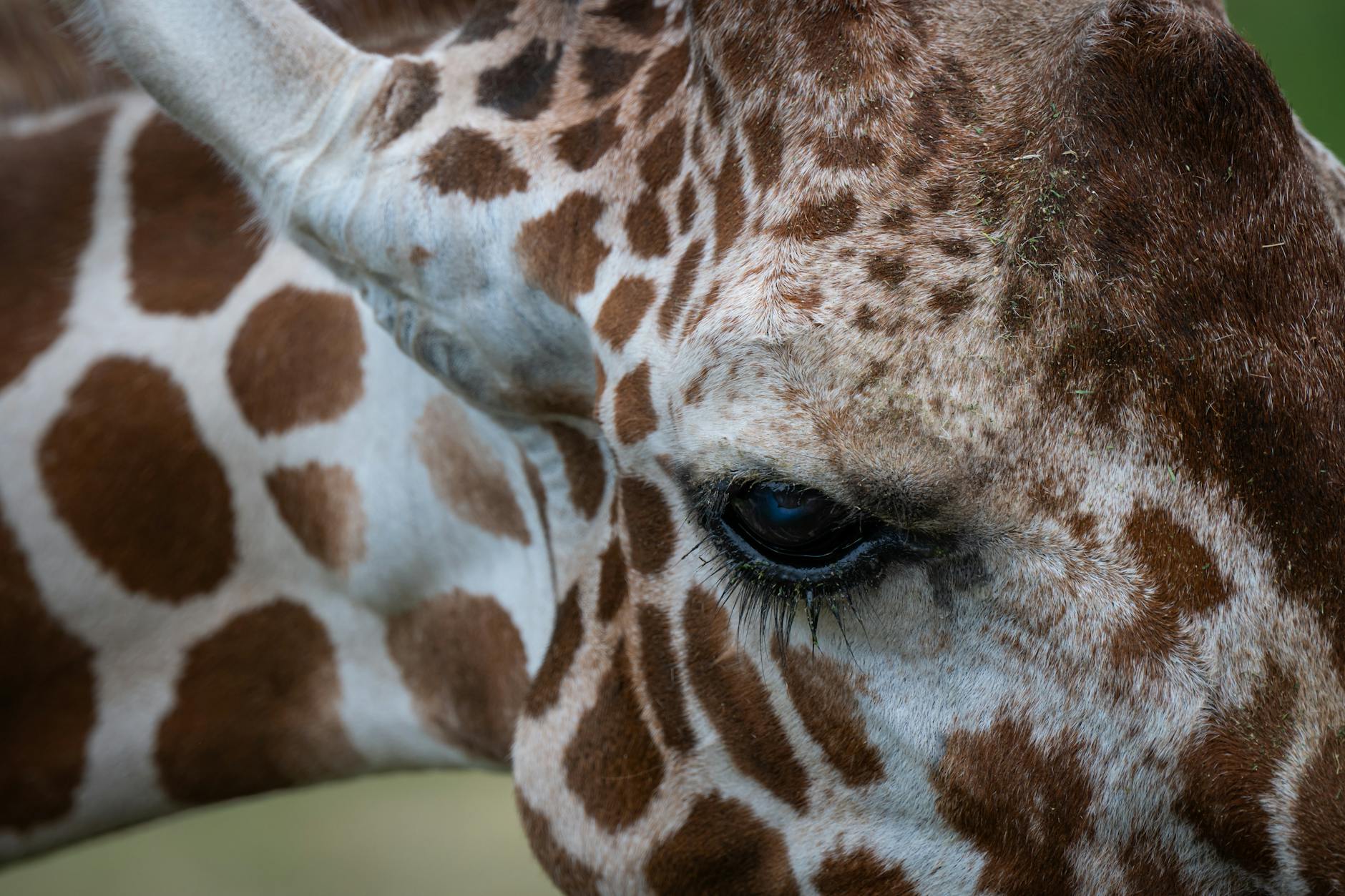 A reticulated giraffe grazing in the Laikipia savanna, one of the Northern Five species unique to this region