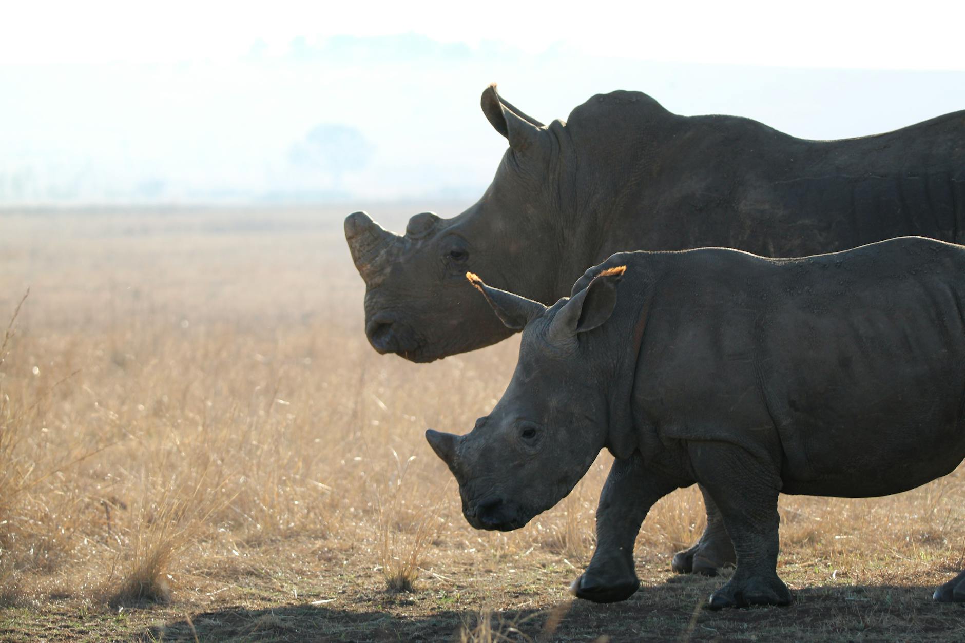 Black rhino in Laikipia Kenya conservancy during rhino tracking experience