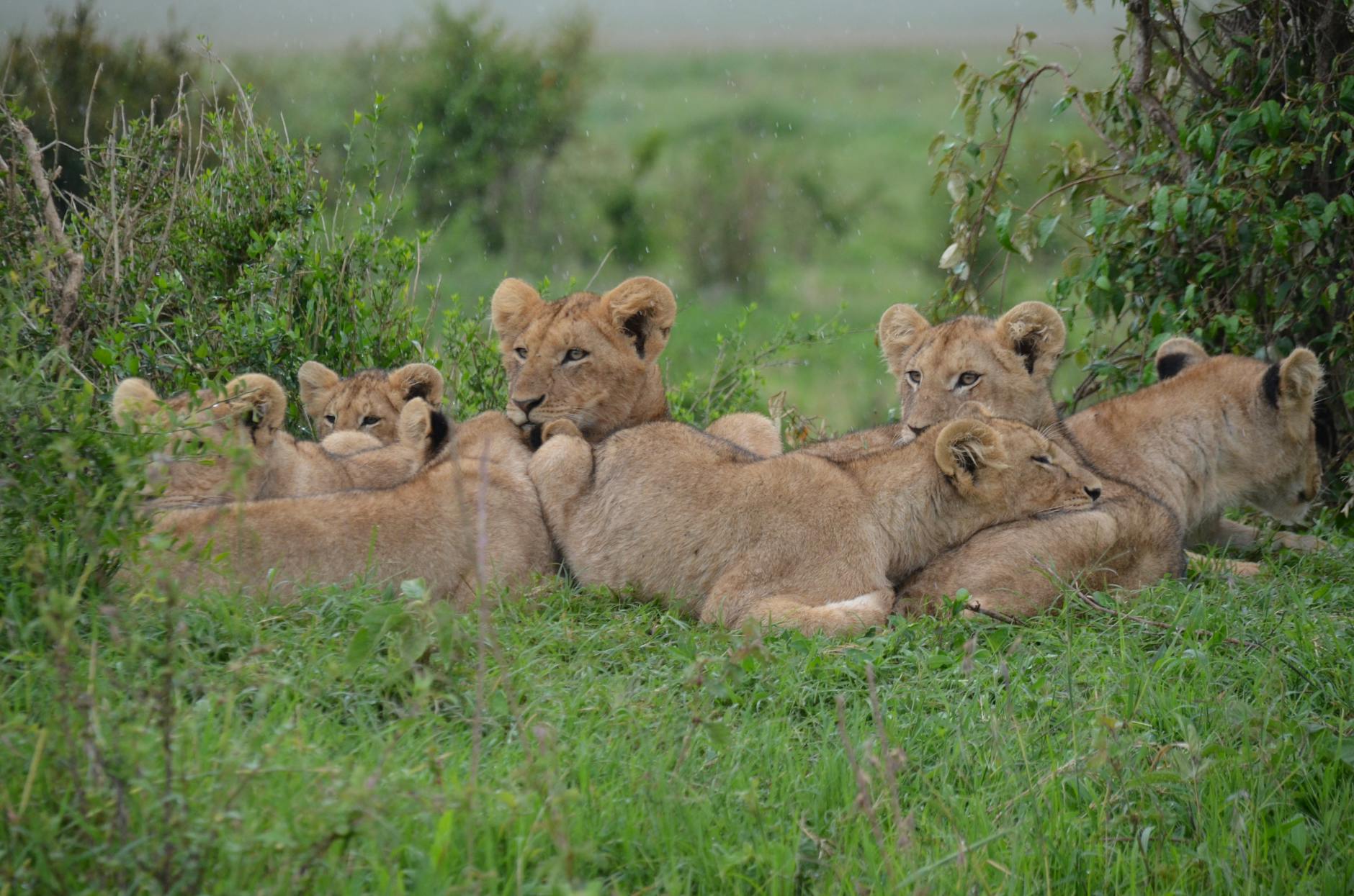 A pride of African lions resting in the golden grasslands of a Kenya safari conservancy