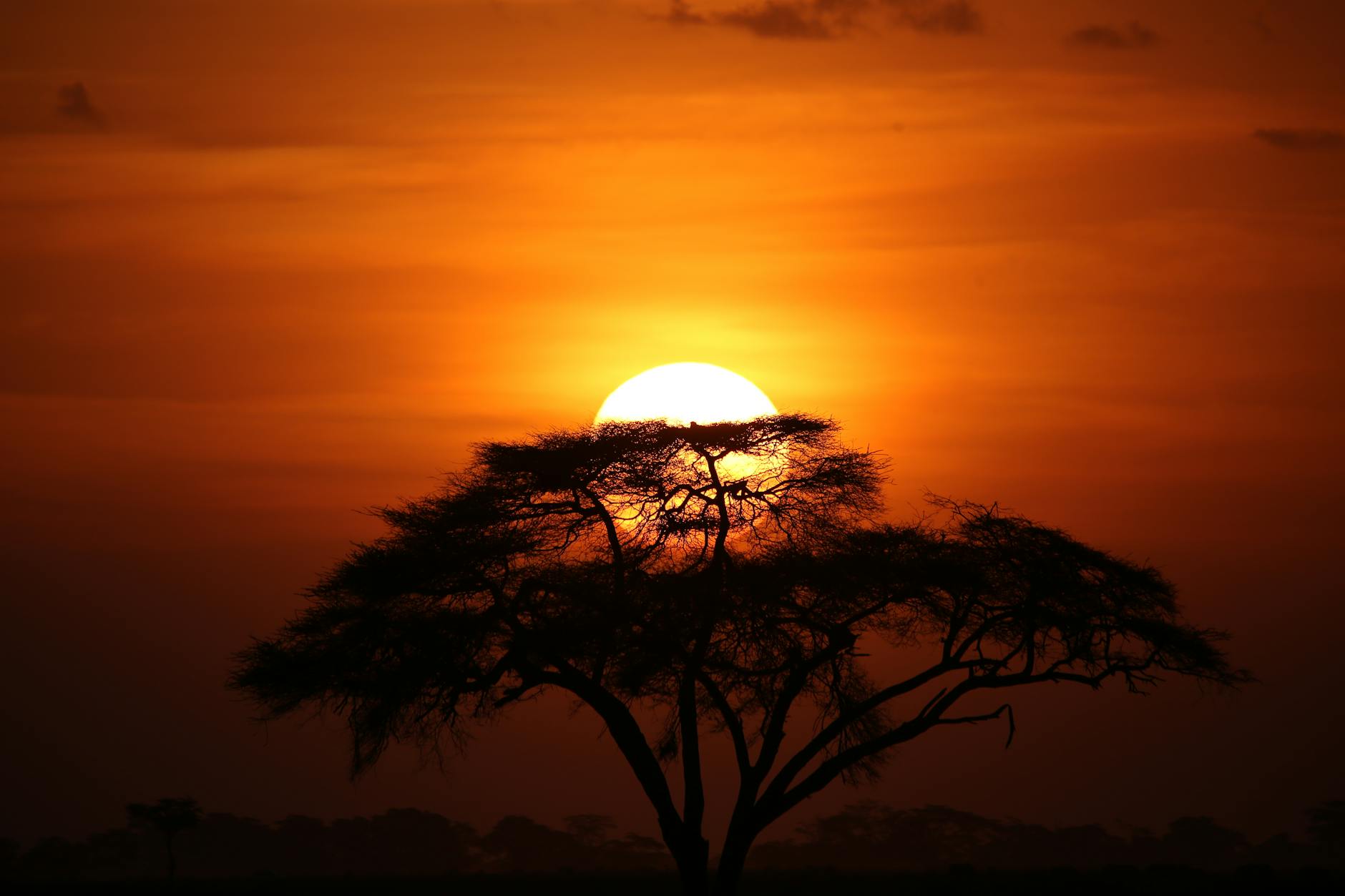 Dramatic golden sunset over the Laikipia savanna with acacia tree silhouettes on the horizon