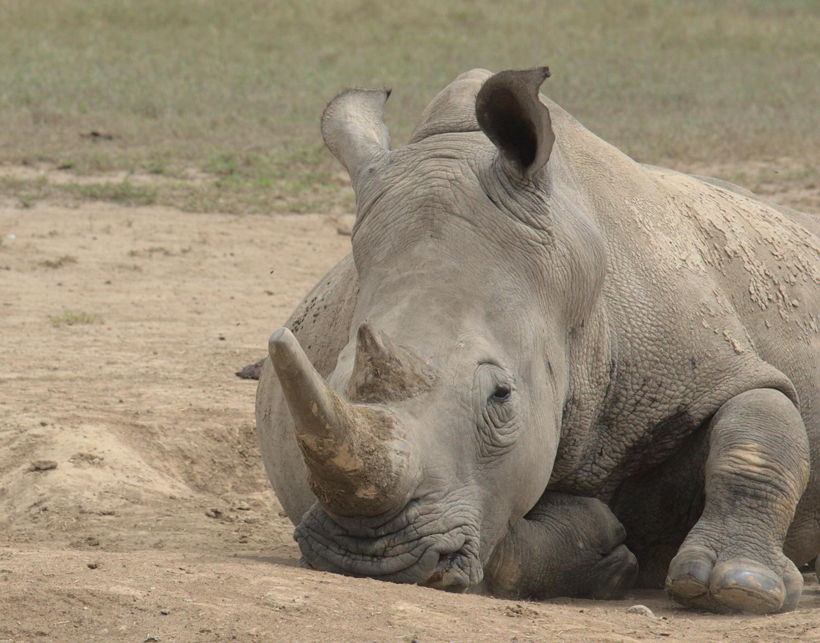 A white rhinoceros grazing on the open grasslands of Solio Ranch, Kenya's most successful rhino breeding conservancy