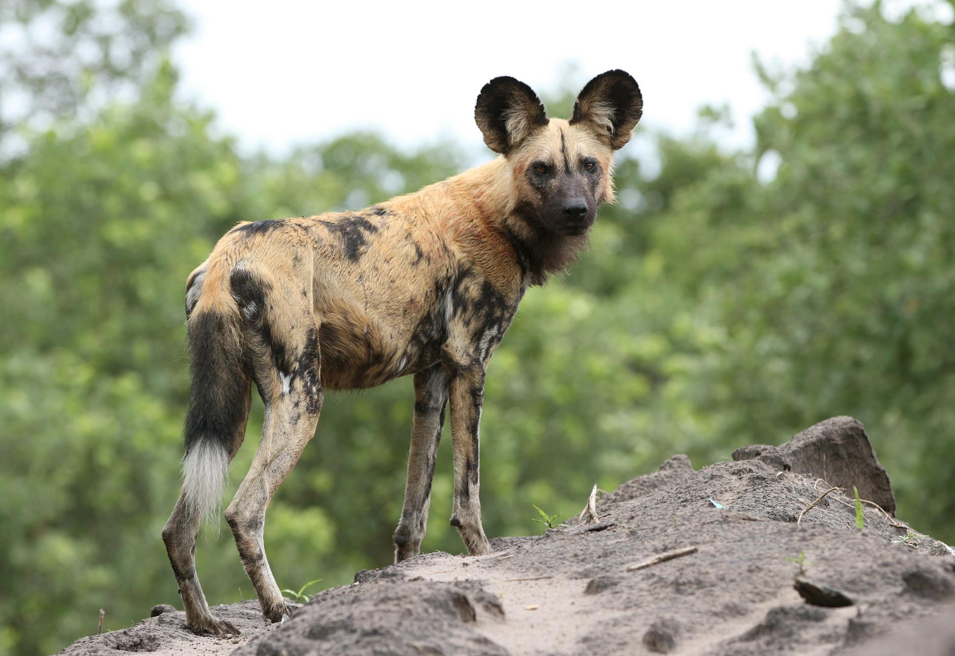 African wild dog pack in Laikipia Kenya during wildlife tracking