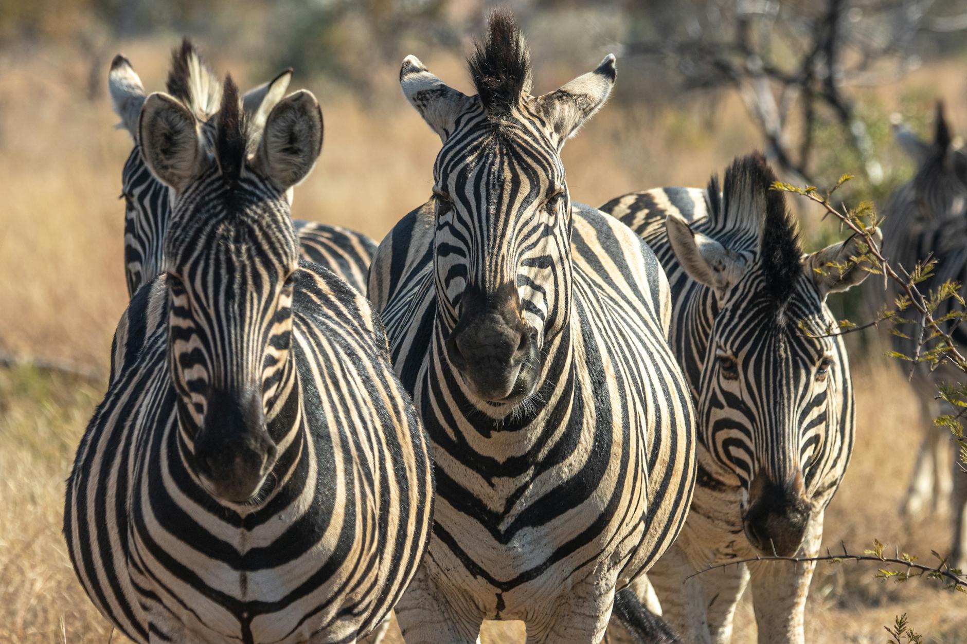 Herd of zebras photographed on the Laikipia Kenya savanna