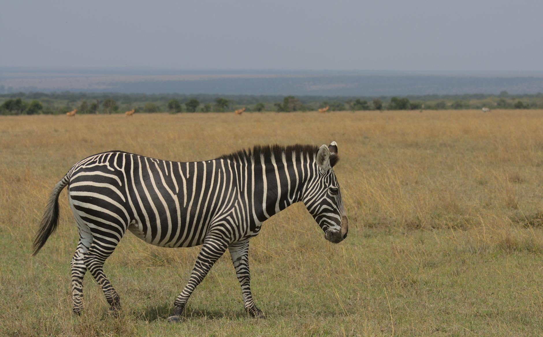 A zebra walking across the vast savanna near Nanyuki in Laikipia County Kenya