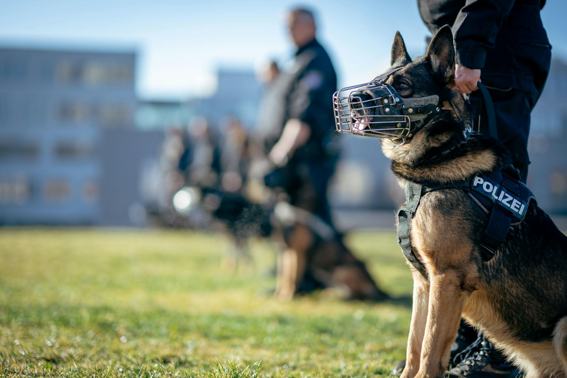 An anti-poaching tracker dog unit in Laikipia