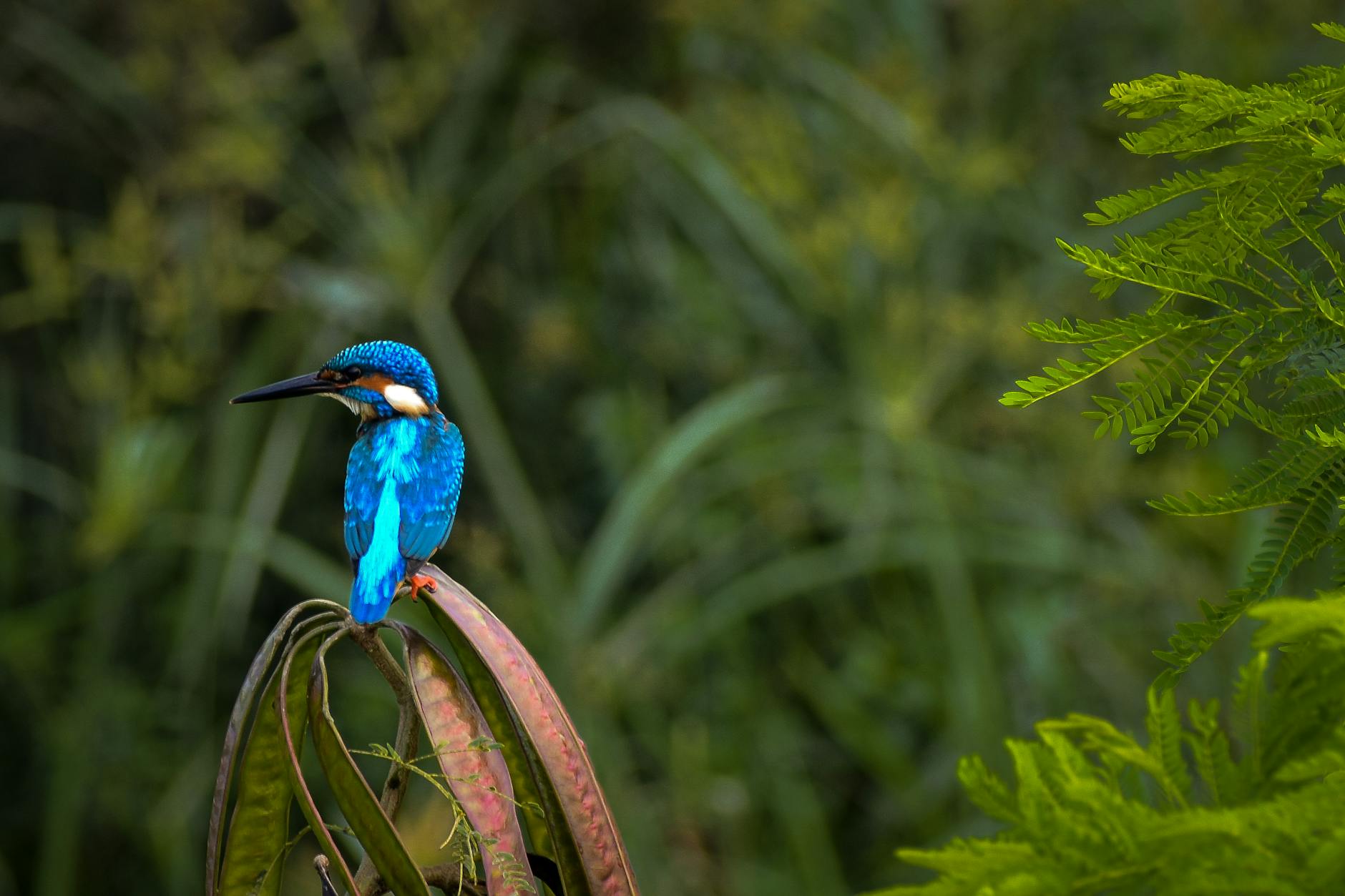 Photographing birds in Laikipia Kenya