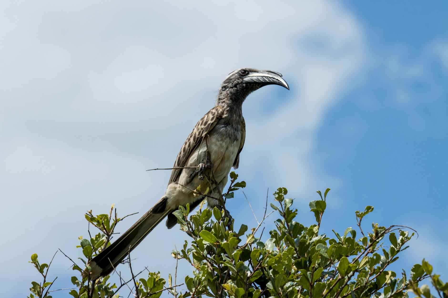 A birder-friendly safari lodge in Laikipia