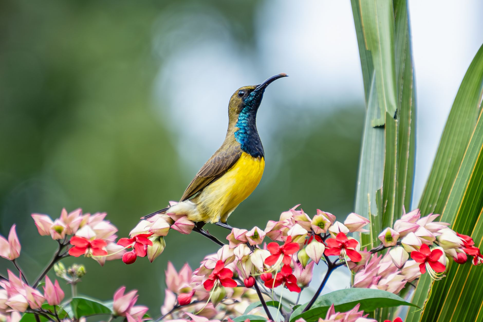 A sunbird at a lodge garden in Laikipia