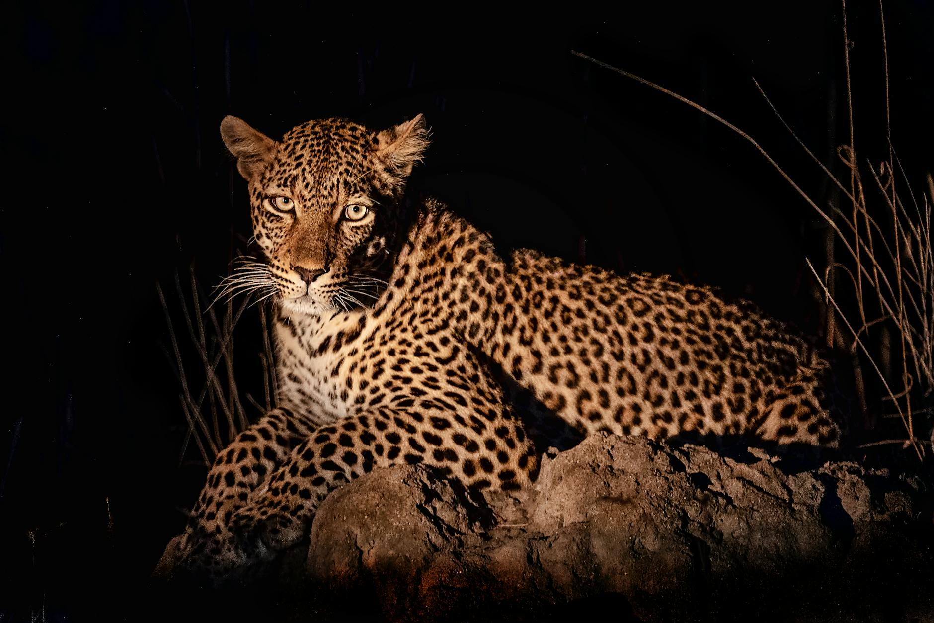 The elusive black leopard of Laikipia Kenya