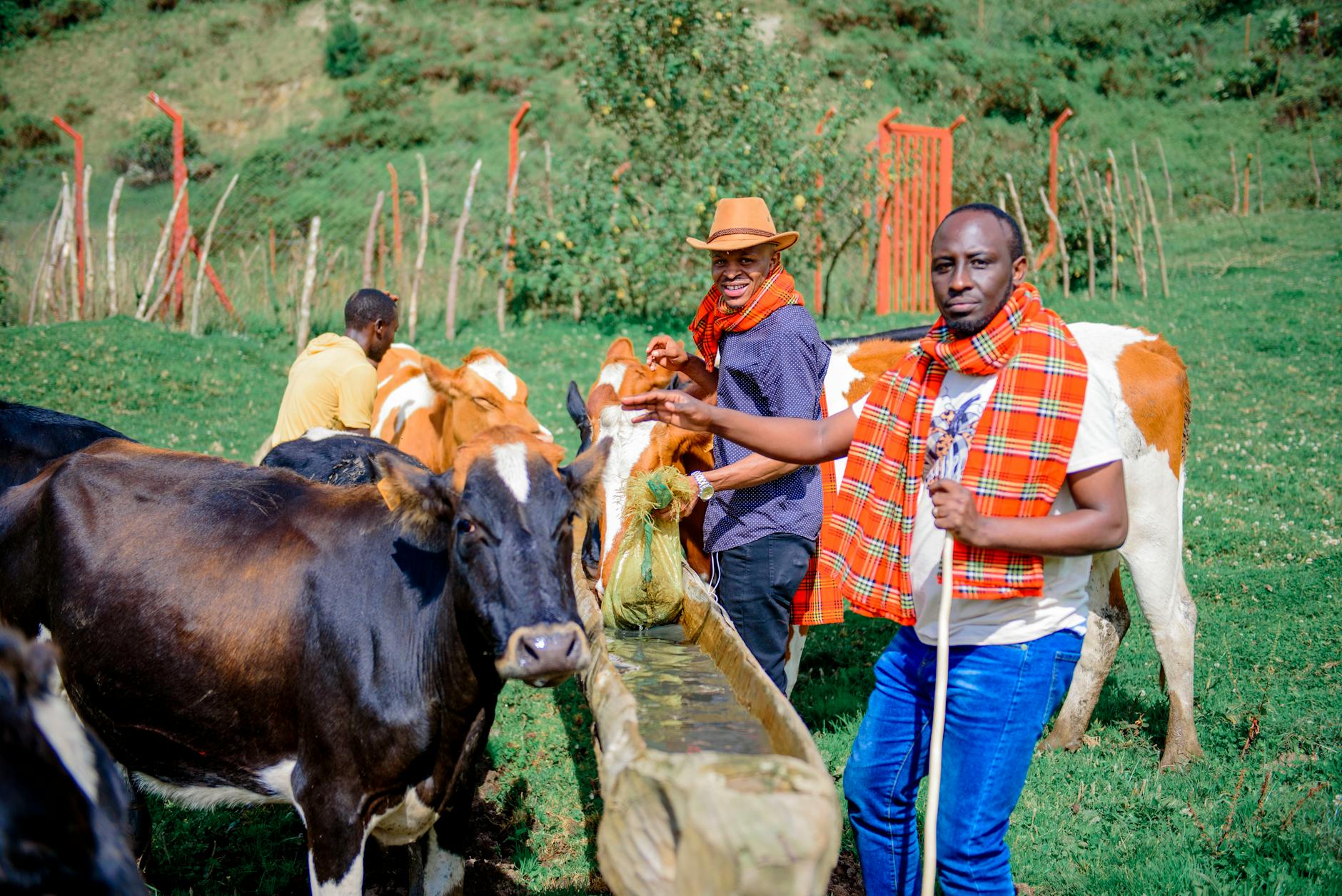 Colonial era cattle ranching landscape Laikipia Kenya
