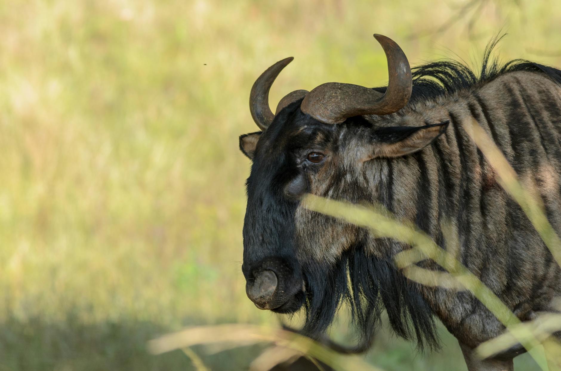 Masai Mara wildebeest migration Kenya safari