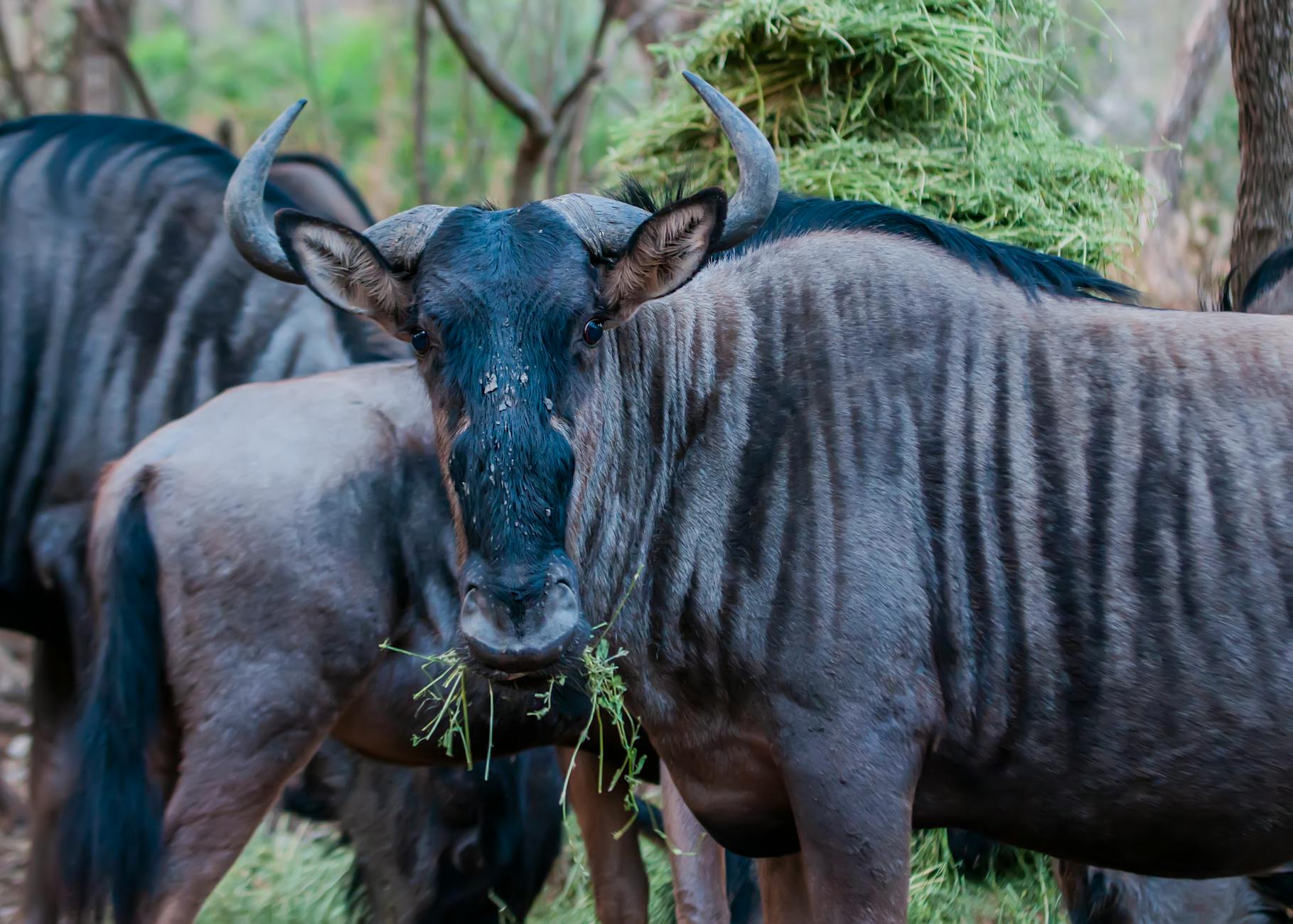 Laikipia vs Masai Mara: Which Kenya Safari Destination Is Right for You?