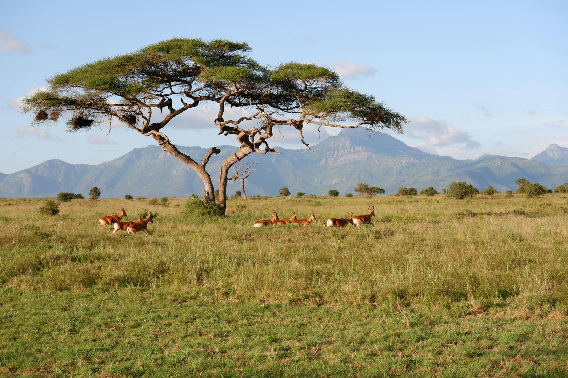 Acacia tree savannah Laikipia ecosystem Kenya