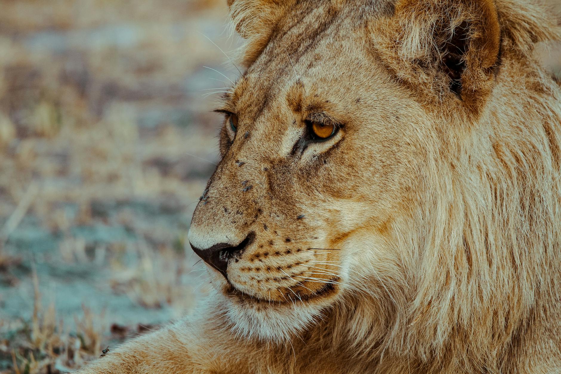 The Big Five in Laikipia: Where to See Lions, Elephants, Leopards, Rhinos & Buffalo