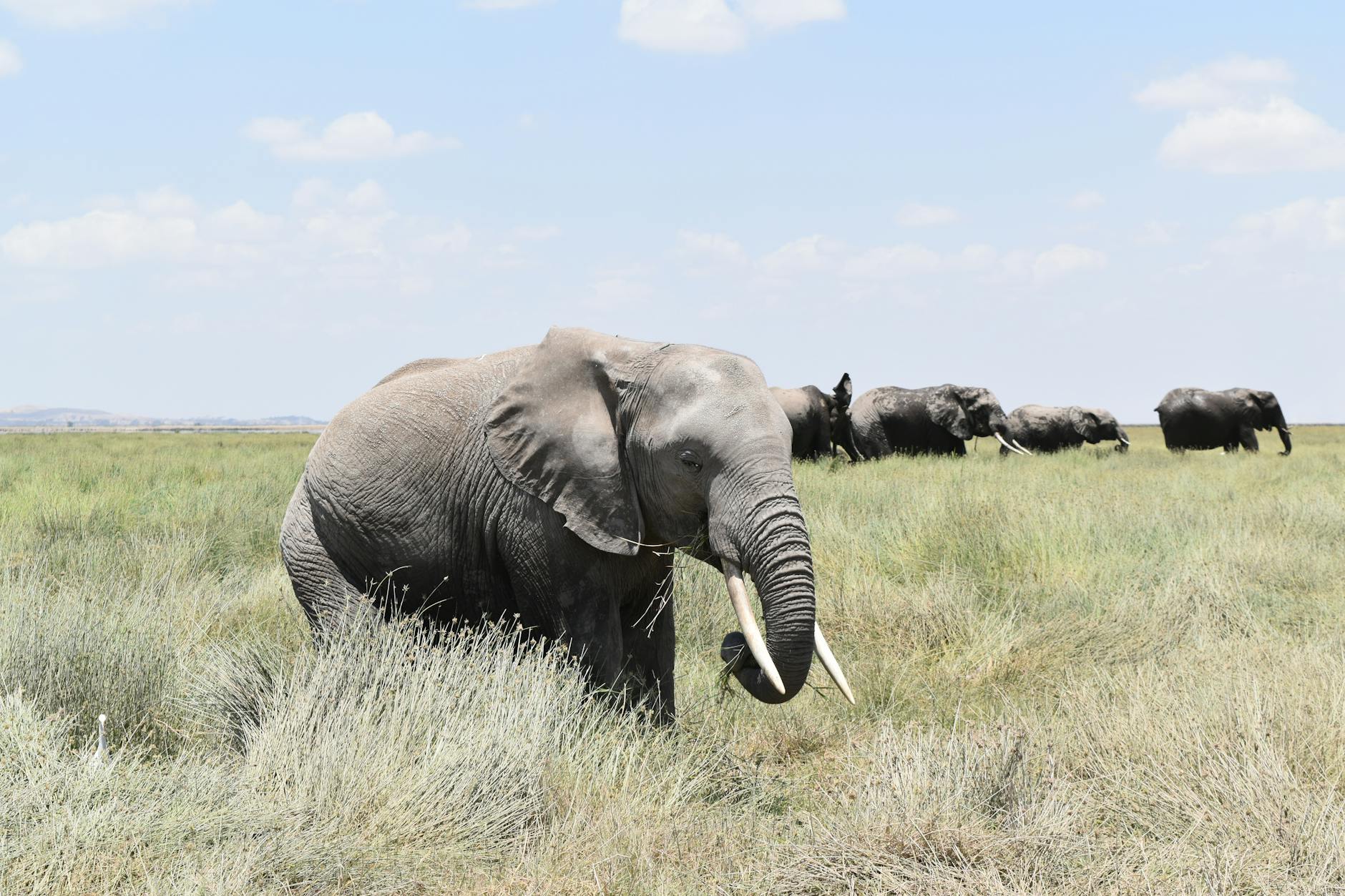 Elephants in Laikipia Kenya Big Five safari