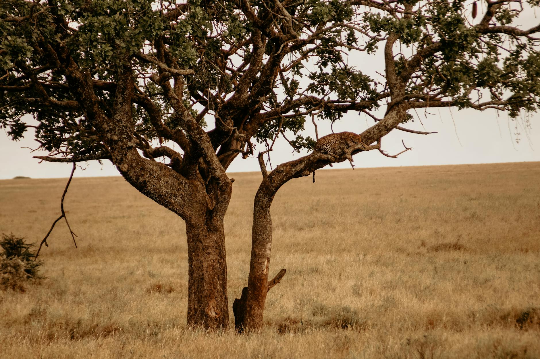 Leopard in tree Laikipia Kenya Big Five