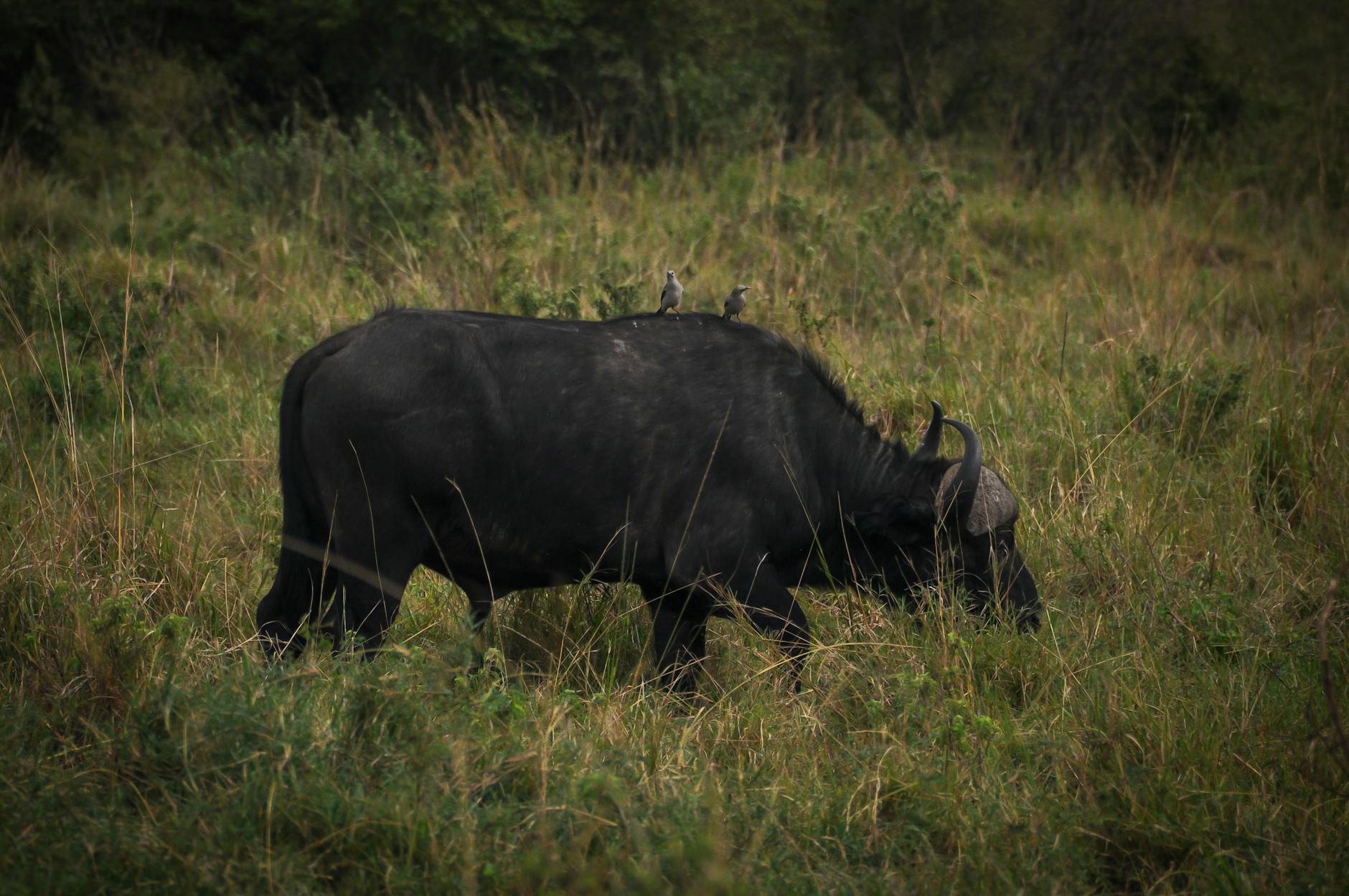 Buffalo in Laikipia Kenya Big Five savanna