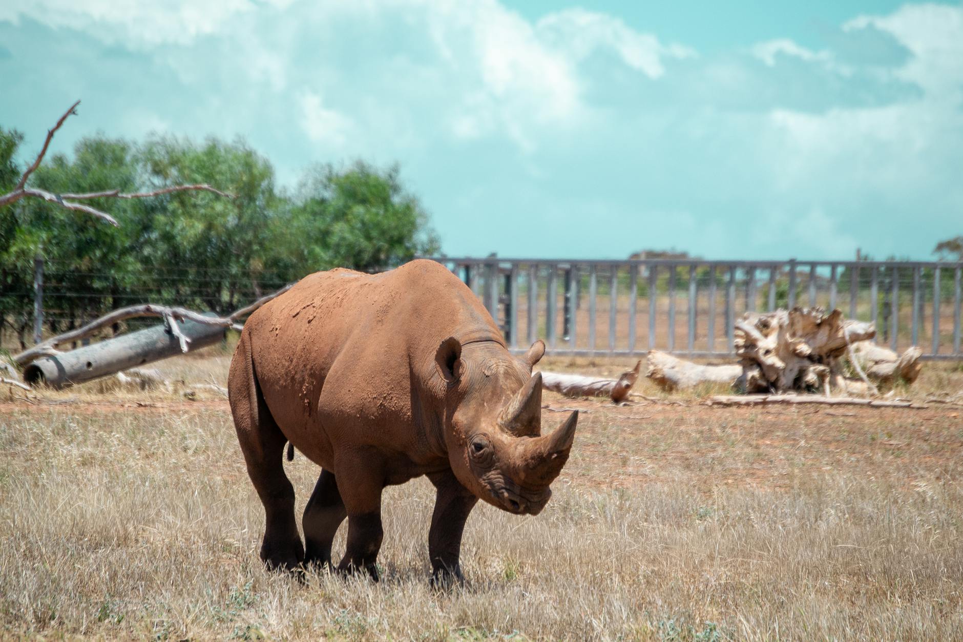 Laikipia’s Endangered Species: Black Rhino, Grevy’s Zebra, Wild Dog & More