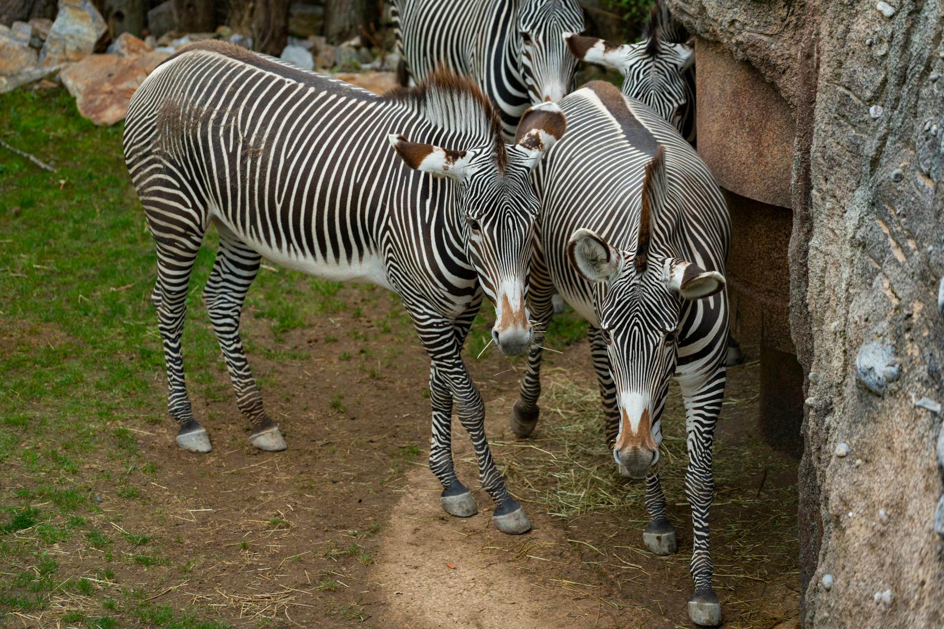 Grevy's zebra Laikipia Kenya endangered species