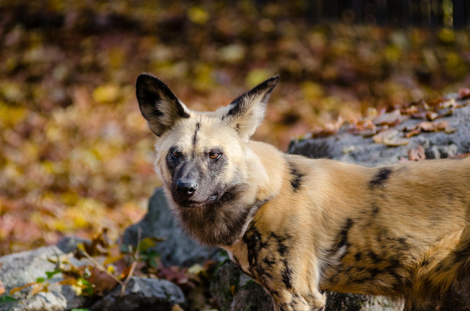 African wild dog Laikipia Kenya endangered carnivore