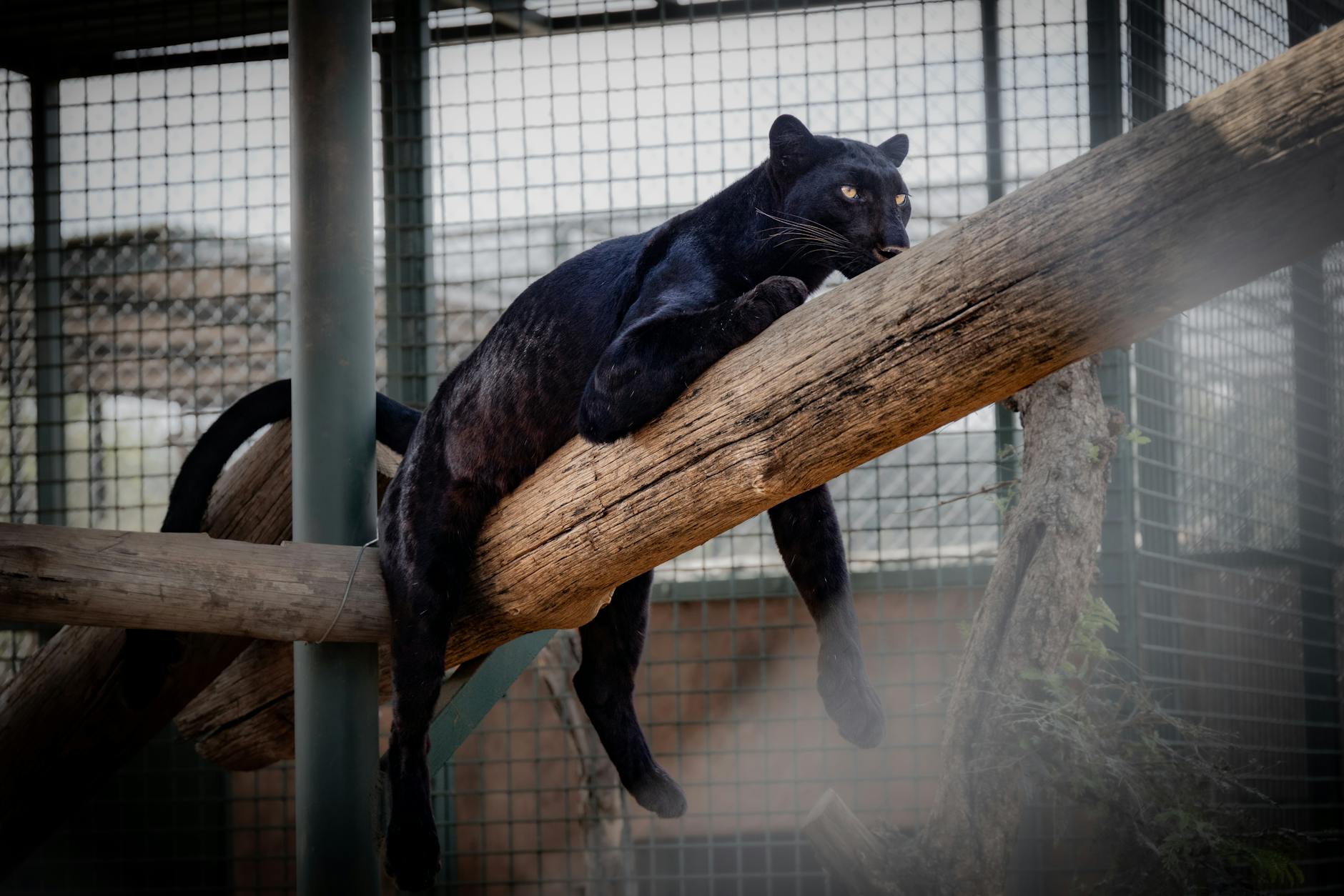 The Black Leopard of Laikipia: Tracking Kenya’s Rarest Big Cat