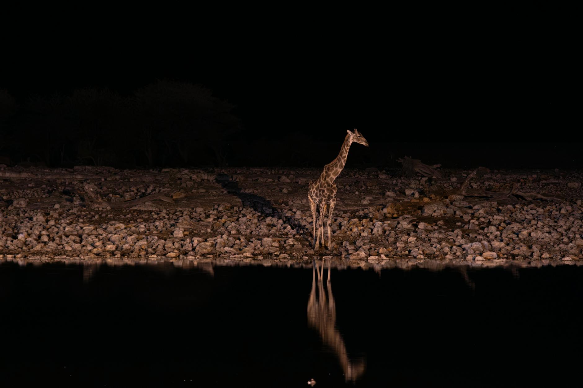 Night drive spotter spotlight Laikipia conservancy